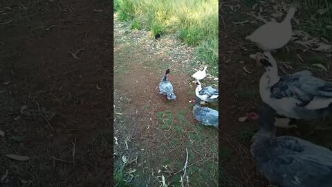 Muscovy Ducks and Australian Bush Turkey