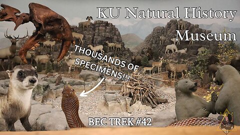 Museum With MORE Species Than Any Zoo I've Seen | KU Natural History Museum | BEC TREK Episode 42