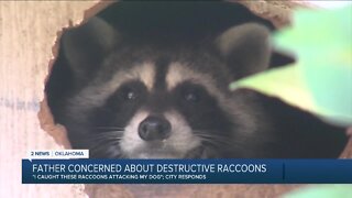 Father Concerned about Destructive Raccoons