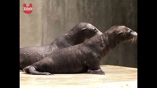 AWWW!!! Newborn Sea Lion Cubs