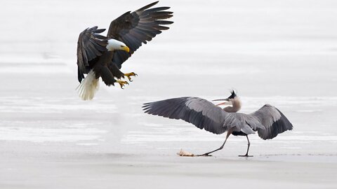 Eagle Vs Heron In A Big Fights To The Last Breath