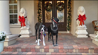 Great Danes enjoy New Year's fun with Tesla's light & sound show
