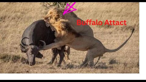Lions hunt and injure buffalo।। wild animal ।। wild Flavor
