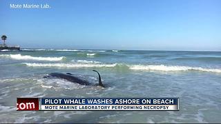 Dead whale found washed up on beach in Sarasota
