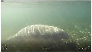 Swimming with Manatees