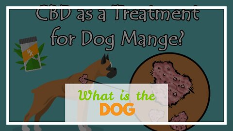 What is the Best Home Remedies for Dog Mange?