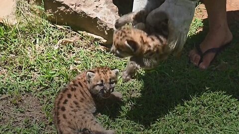 Two puma cubs unveiled in Paraguay