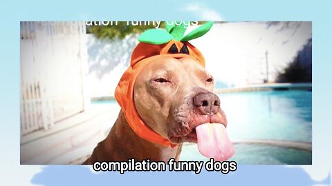 Best compilation of funny DOG