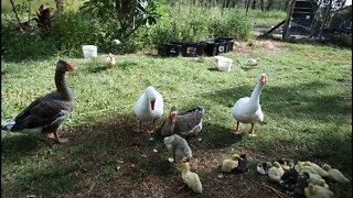 Patch and some of the other Geese looking after the Ducklings and Gosling