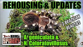 A. Geniculata and N. coloratovillosus Rehousing and Notes