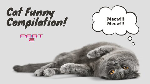 Funny Cat Compilation: Hilarious Feline Follies! Part 2