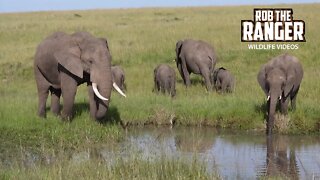 Elephants At A Natural Waterhole | Maasai Mara Safari | Zebra Plains