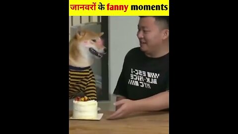 Hilarious Animal Moments! 😂🐶 | #shorts #funnyvideo