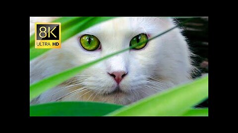 Most Beautiful Cats In The World | Cats Playing & Kitten Meowing | 8K UHD