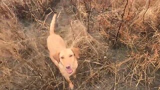 Insane mixed bag pheasant hunt