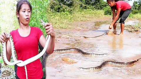Top 3 Cooking Snake Videos Catching, Cooking and Eating Snake for survival food in forest