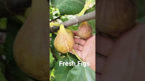 Fresh Figs for the picking