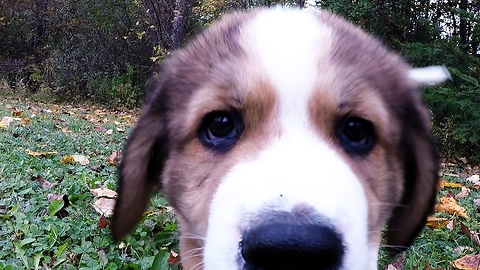 Nine fluffy puppies come to "attack" GoPro