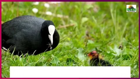 How Do Birds Feed Their Young?