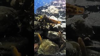 Eels Feeding