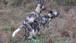 African Wild Dog Pups Eat And Play