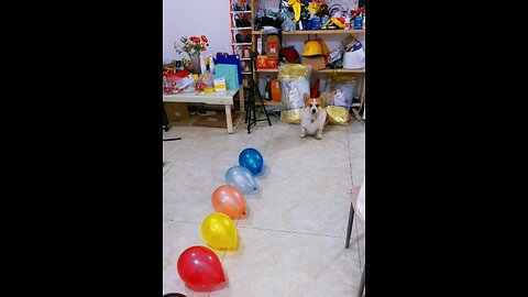 The dog is bursting the balloon