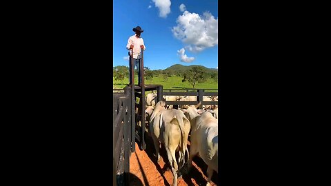 🇧🇷 Maior Fazenda de Gado do Brasil