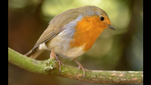 The American robin