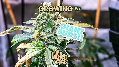 Growing Giant Buds! Growing w/ Wojy! New Series!