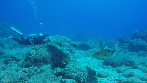 divers swimming with the turtles under the sea