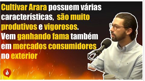 Saiba mais sobre o cultivar Arara, que traz boa qualidade de café e alta produtividade