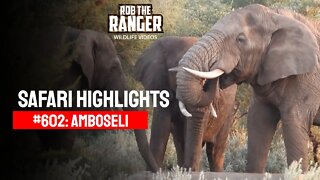 Safari Highlights #602: 10 - 12 March 2021 (Walk/Balloon) | Amboseli/Zebra Plains | Latest Sightings