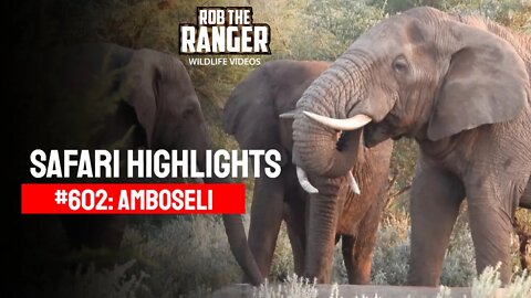 Safari Highlights #602: 10 - 12 March 2021 (Walk/Balloon) | Amboseli/Zebra Plains | Latest Sightings