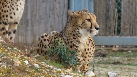 Cheetah Acinonyx jubatus Schreber lying in Lunaret zoo Montpellier Close shot in an enclosure