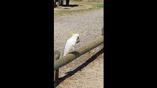 The white cockatoo (Cacatua alba)