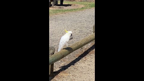 The white cockatoo (Cacatua alba)