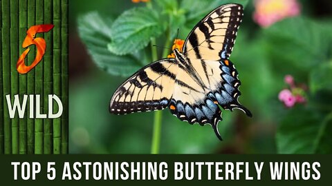 Top 5 Most Grand And Astonishing Butterfly Wings | 5 WILD