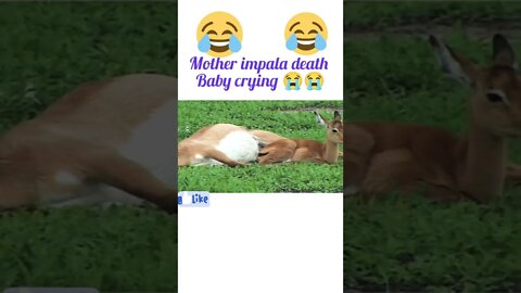 Mother impala death baby crying