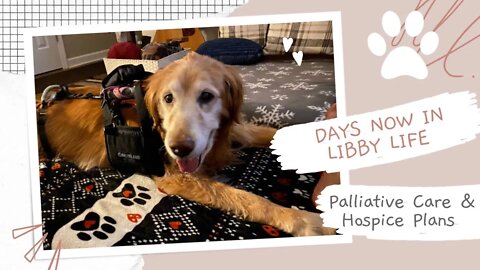 Senior Dog Life | Palliative Care Stage | Golden Retriever Care