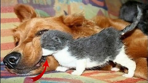 🐈 Cat and Dog 🐕 Friend or Foe❗ funny cats and dogs😸