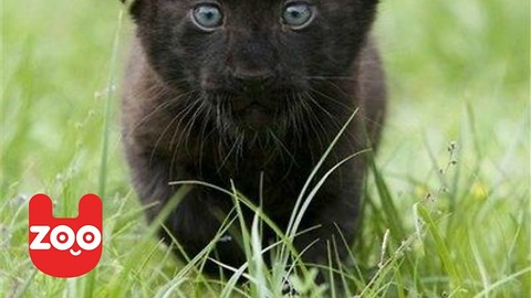 Baby Black Panthers From Mexico