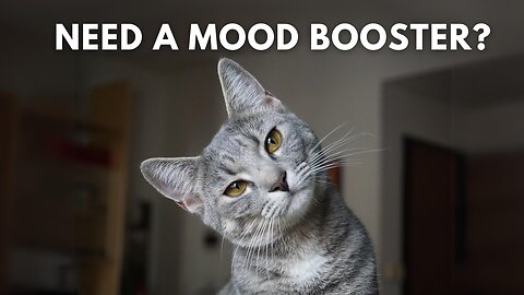 Need A Mood Booster? Happy Cats Just For You!