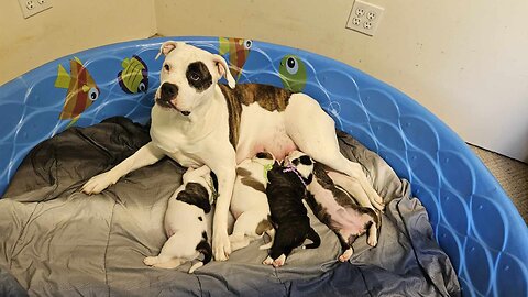 Two Week Old Alapaha's. CYPRESS X LORETTA Puppies.