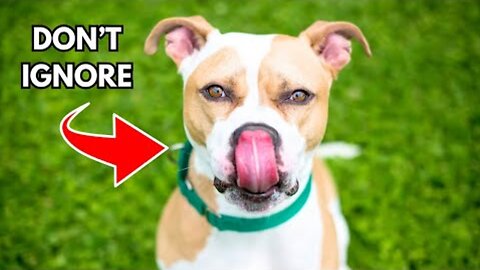 The Real Reason Dogs Lick Their Lips is Crazy! 🤯🐶