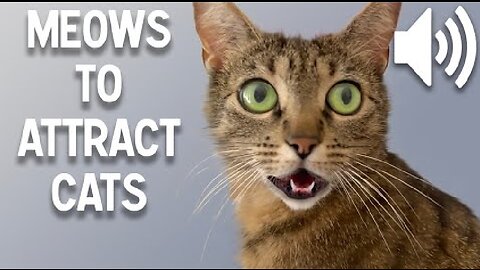 Attractive Sounds for Cats: Use Meows to Entice Them to Come to You