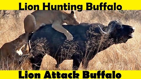 Lion Attack Buffalo Lion Vs Buffalo (Tutorial Video )