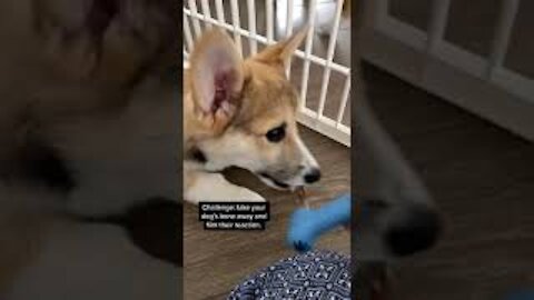 Take Your Dog's Bone Away Challenge | Tofu the Corgi | #shorts