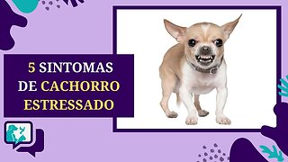 5 Sinais de Estresse nos Cachorros e 3 Maneiras de Acalmá-los