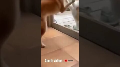 Cachoros e Gatos Videos Engraçados #shorts