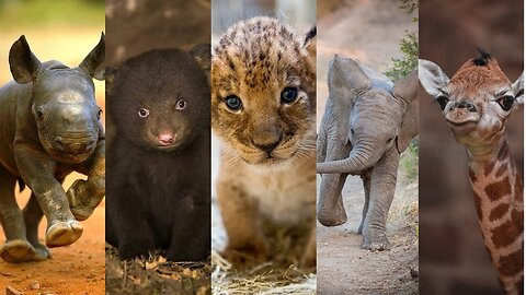 Cute baby animals/ kid learning video